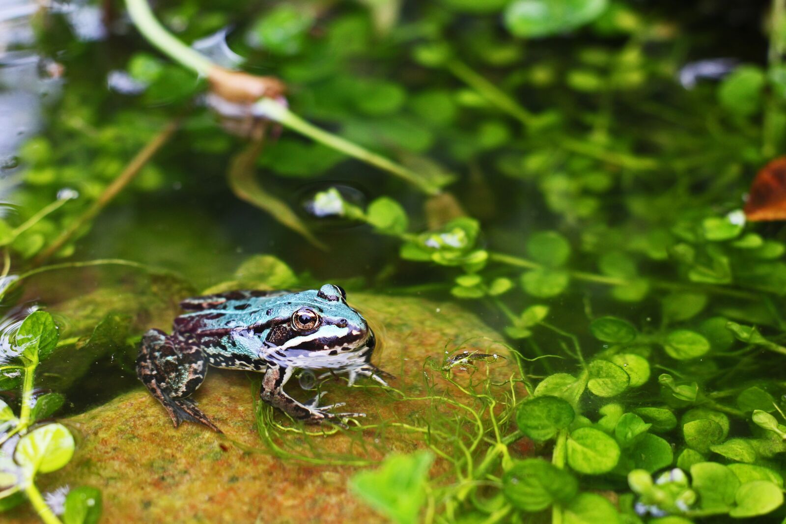 Canon EOS 700D (EOS Rebel T5i / EOS Kiss X7i) sample photo. Frog, tree frog, amphibians photography