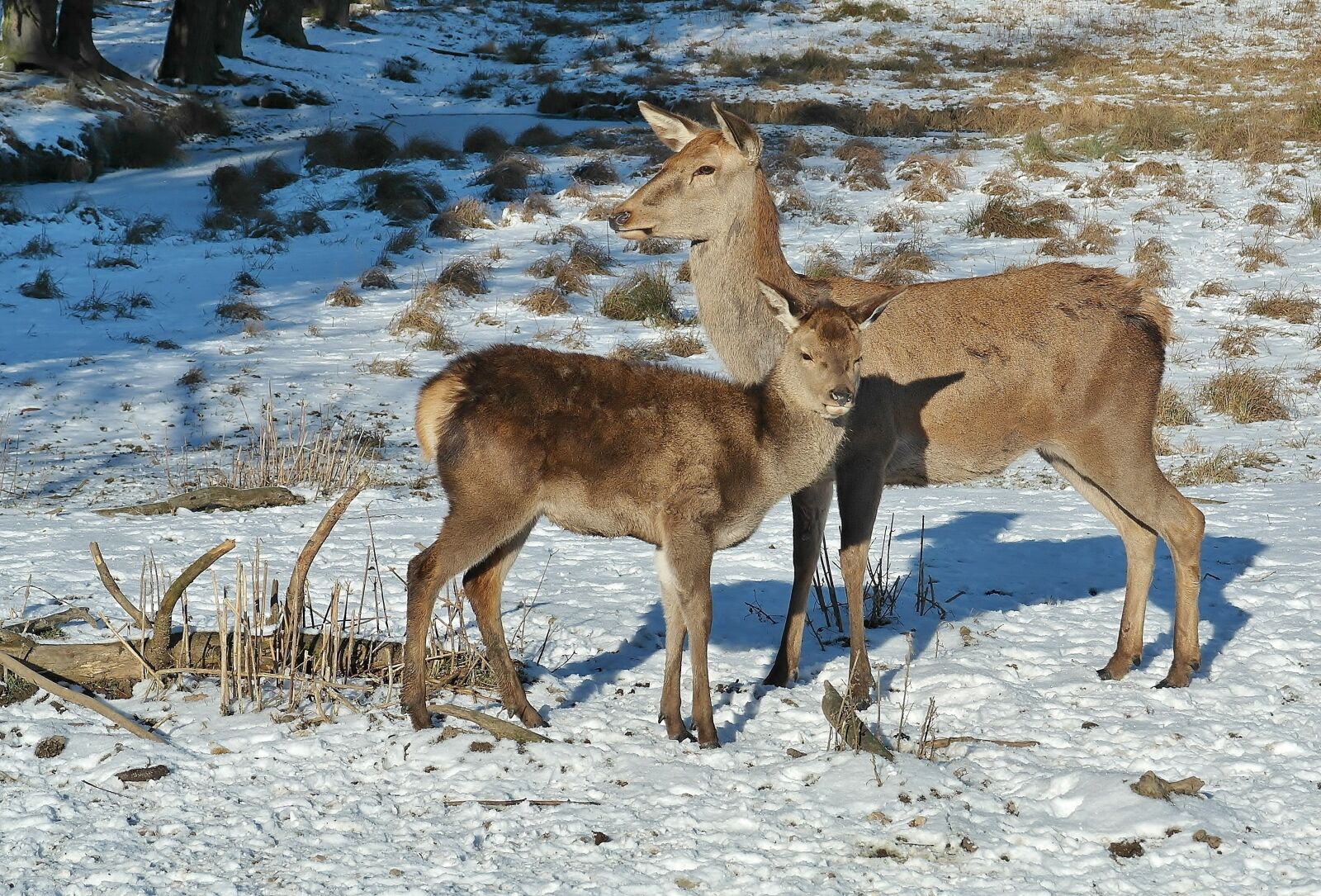 Samsung NX20 sample photo. Deer, forest, fallow deer photography