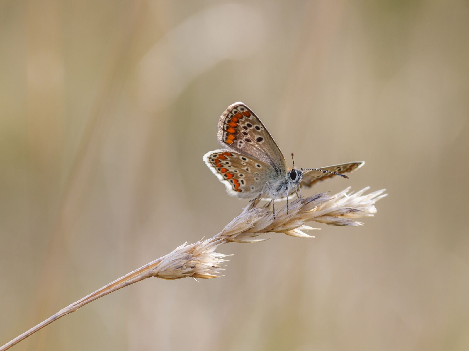 Canon EOS 80D sample photo. Butterfly, insect, macro photography