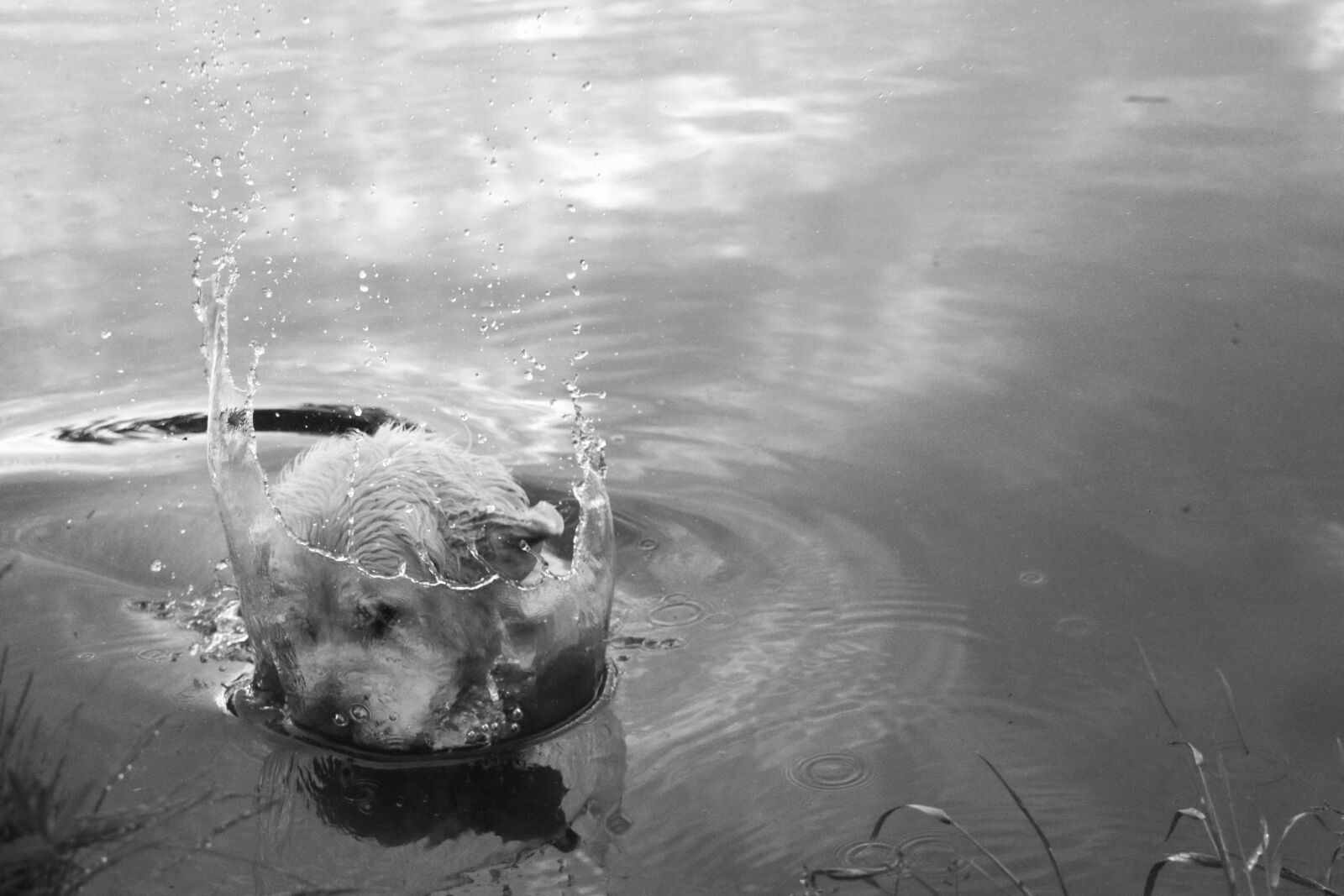 Canon EOS 70D sample photo. Dog, puppy, friend photography