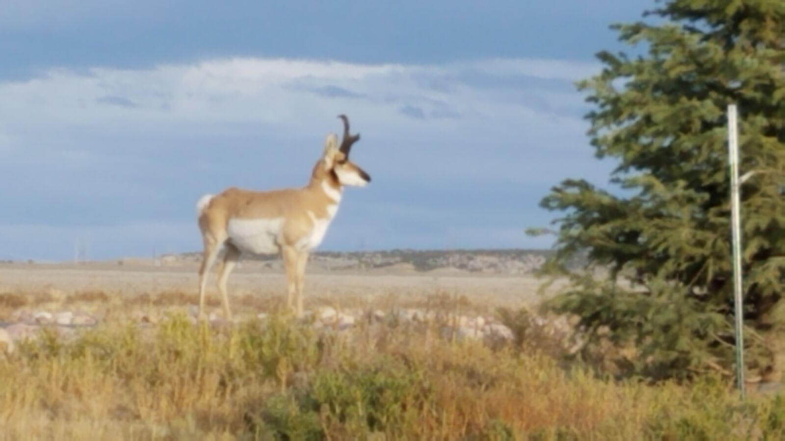 Samsung Galaxy S7 Edge sample photo. Antelope, nature, animal photography