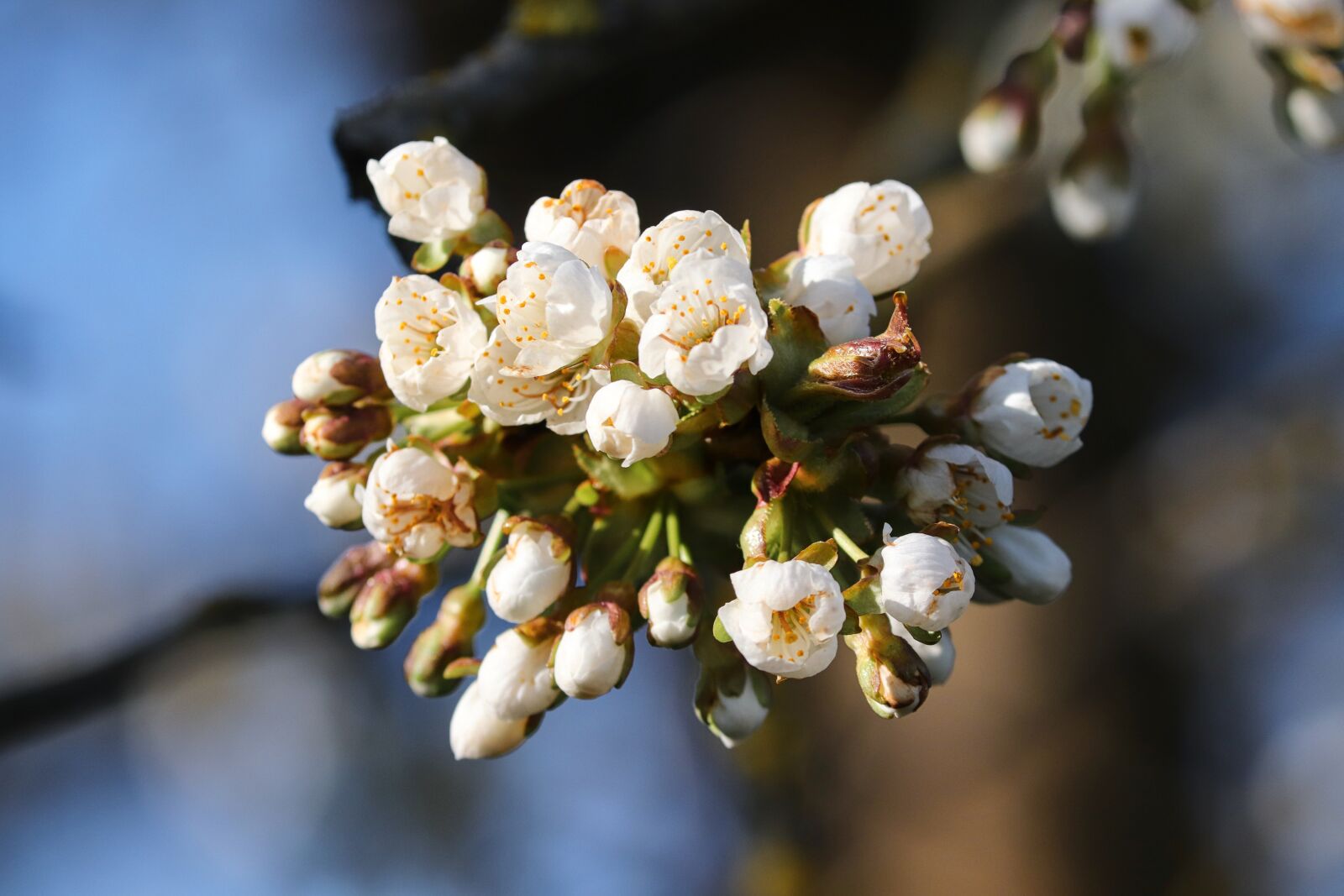 Canon EOS 200D (EOS Rebel SL2 / EOS Kiss X9) sample photo. Apple blossom, apple tree photography