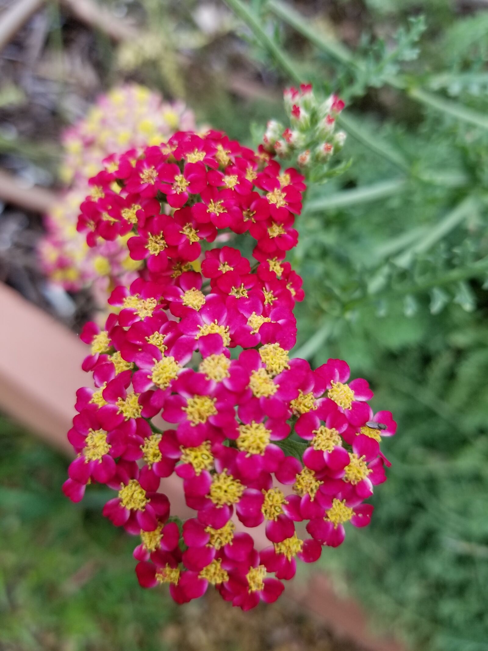 Samsung Galaxy S8 sample photo. Garden, flower, color photography