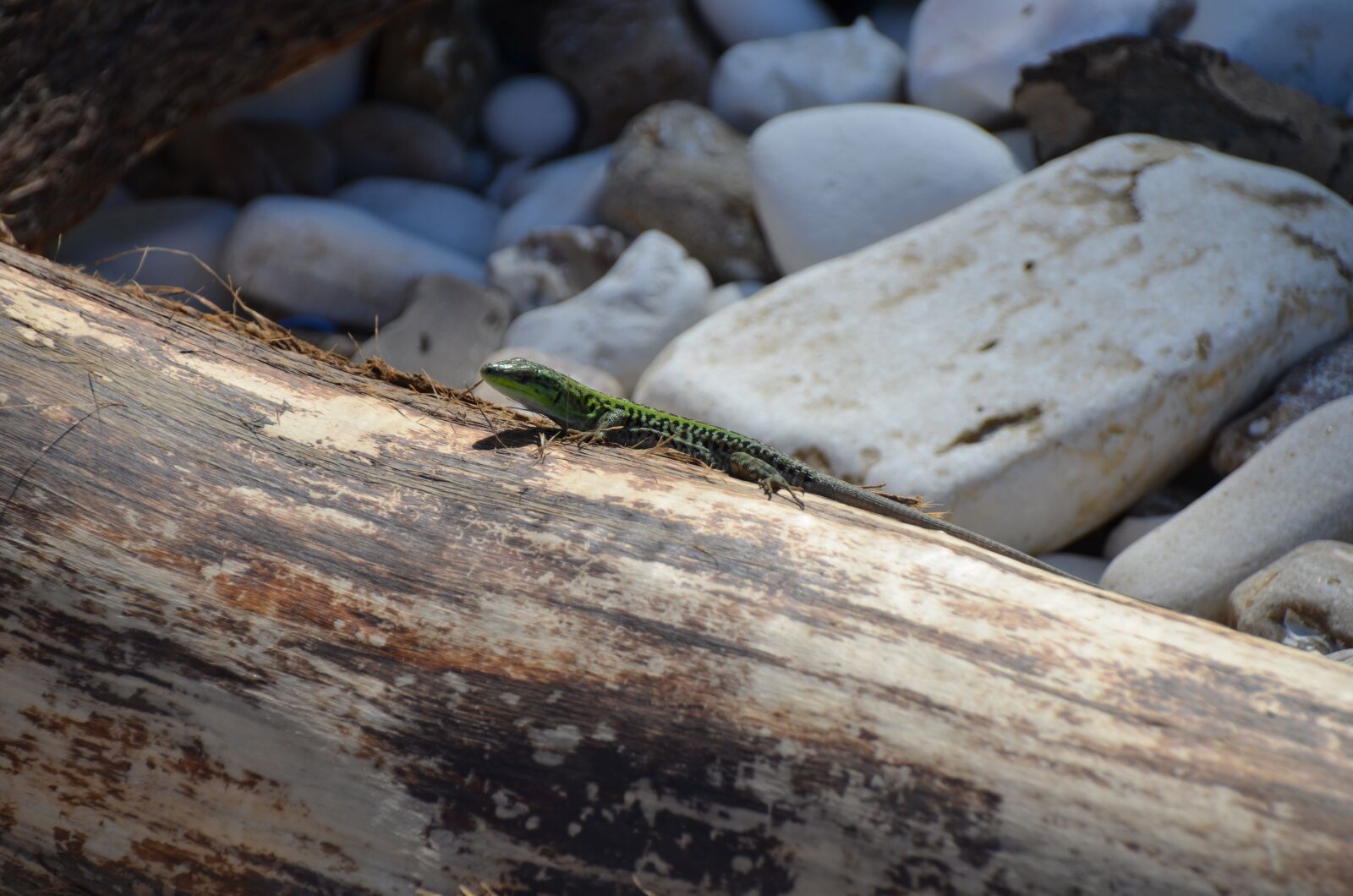 Nikon D7000 sample photo. Wood, rock, nature photography