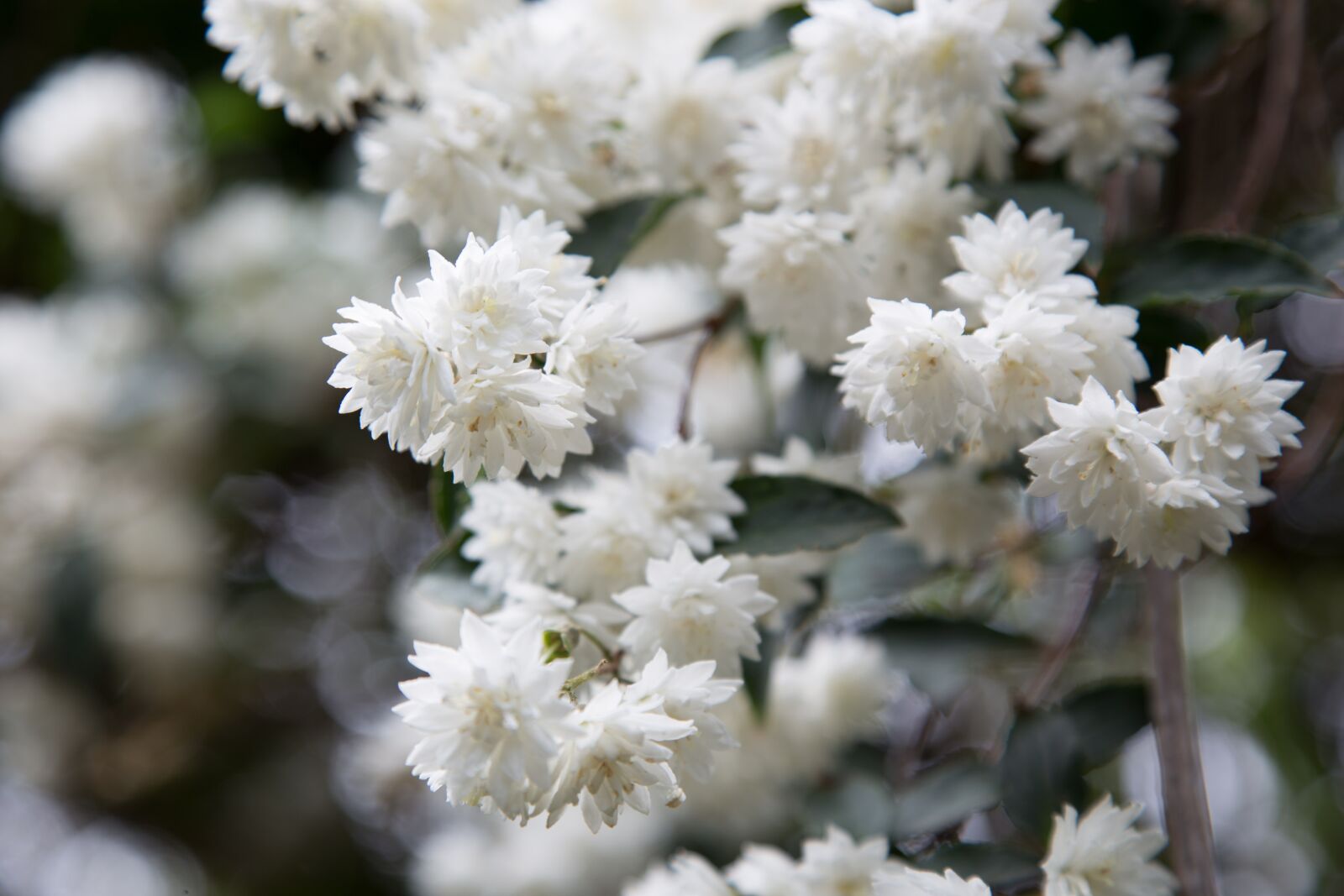 Canon EOS 6D + Canon EF 24-105mm F4L IS USM sample photo. Jasmin, blossom, bloom photography
