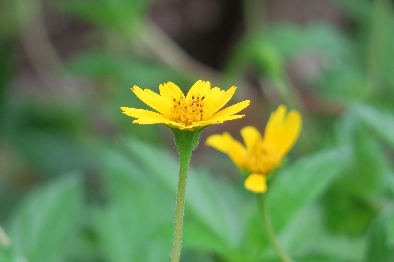 Canon PowerShot G3 X sample photo. Wedelia, nature, flower photography