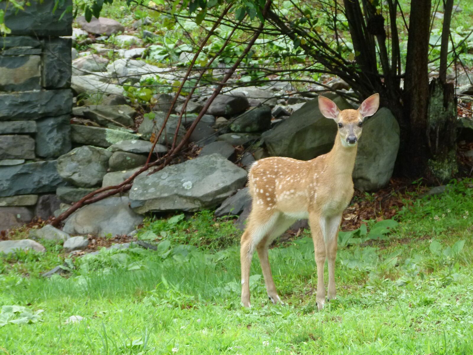 Panasonic Lumix DMC-FZ100 sample photo. Deer, animal, wild photography