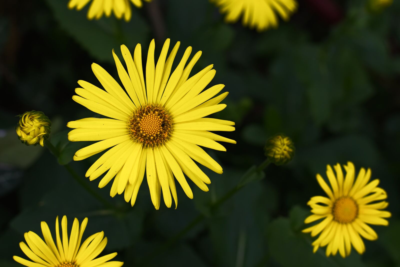 Nikon D7200 sample photo. Peucedanum, balkan-gemswurz, flower photography