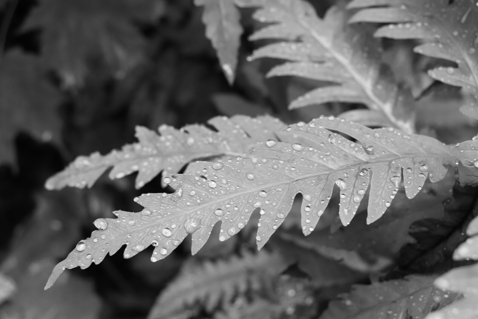 Canon EOS 800D (EOS Rebel T7i / EOS Kiss X9i) sample photo. Leaves, fern, ferns photography