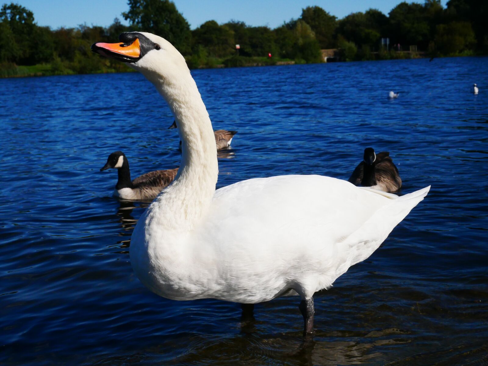 Panasonic Lumix DMC-G85 (Lumix DMC-G80) sample photo. Swan, bird, animal photography