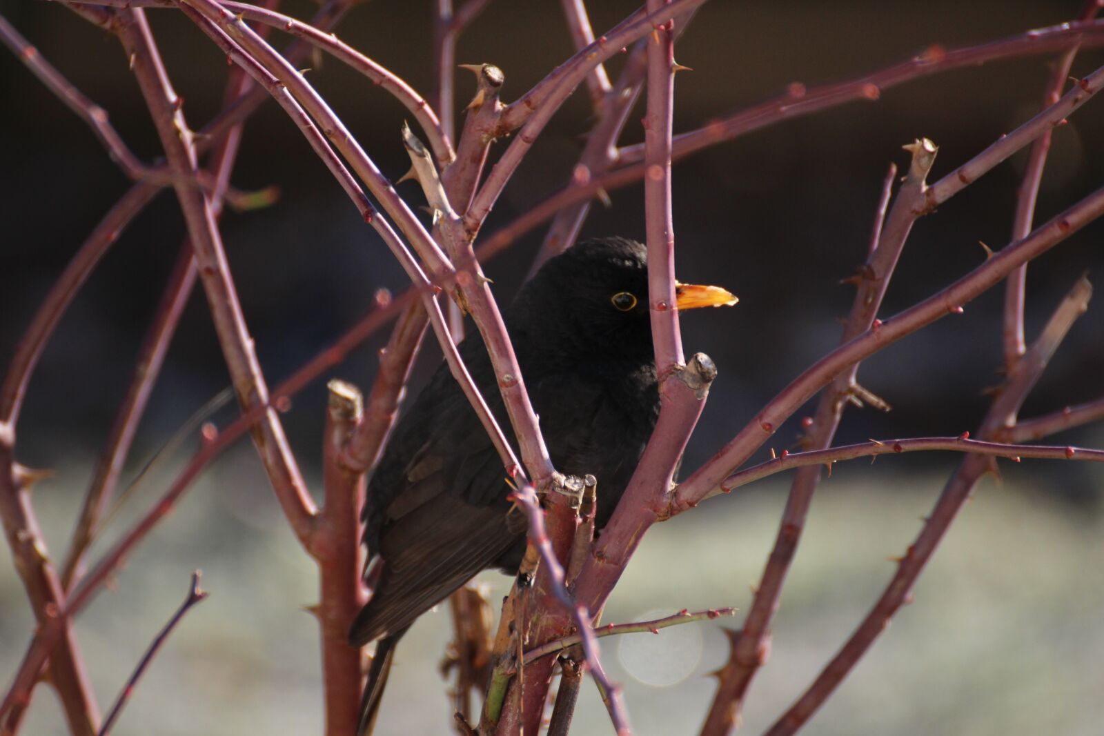 Canon EOS 100D (EOS Rebel SL1 / EOS Kiss X7) sample photo. Blackbird, bird, rose photography
