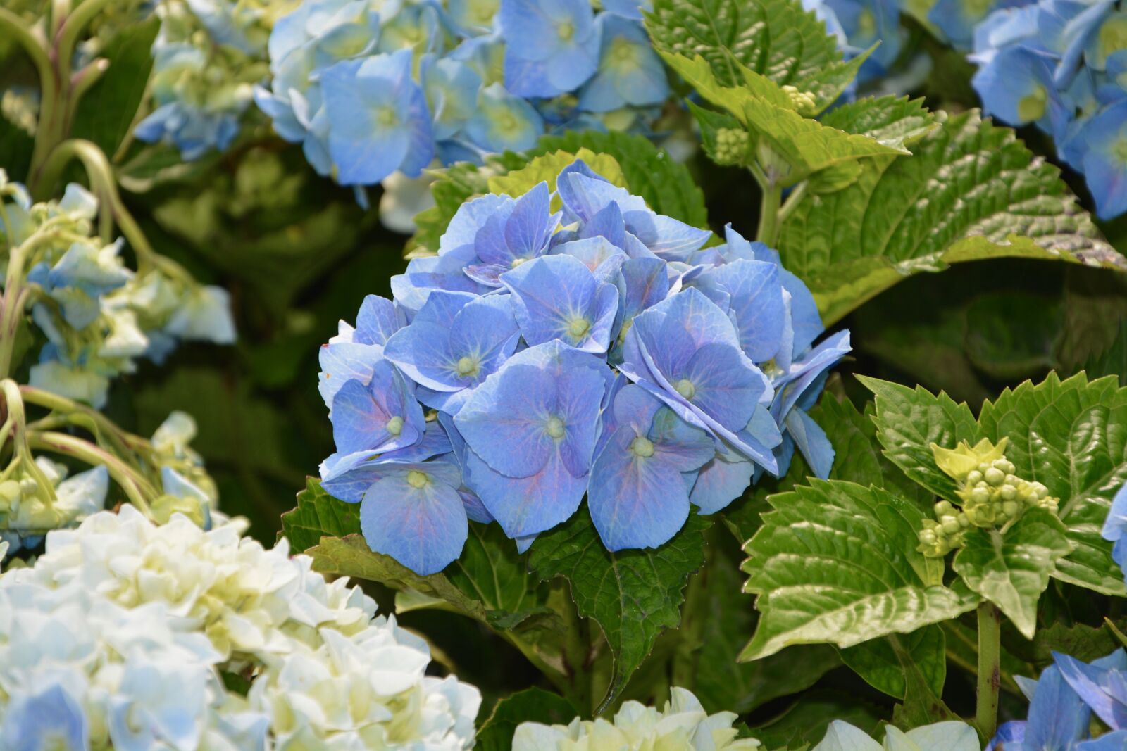 Nikon D5200 sample photo. Hydrangea, blue flower, pretty photography