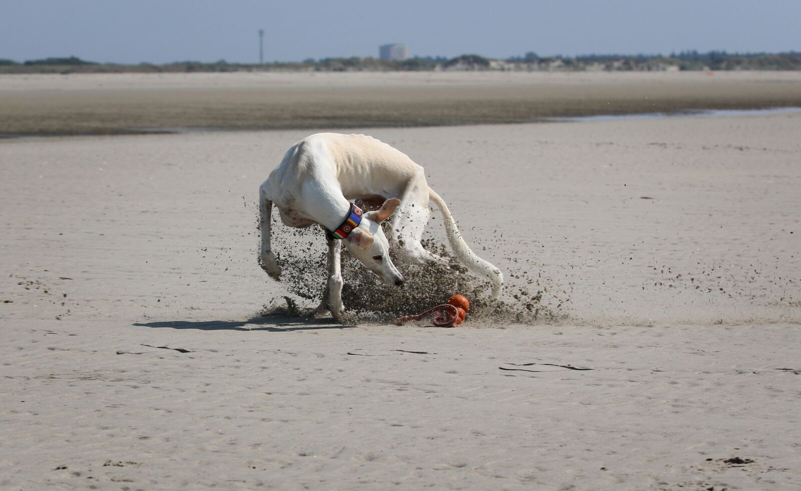 Canon EOS 70D sample photo. Greyhound, galgo, play photography
