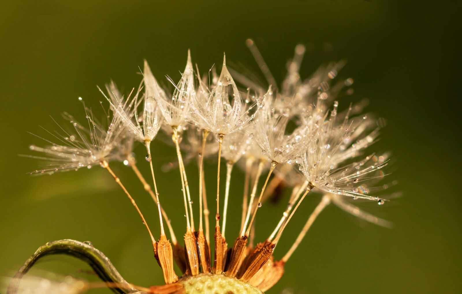 Canon EOS 750D (EOS Rebel T6i / EOS Kiss X8i) sample photo. Dandelion, seeds, drip photography
