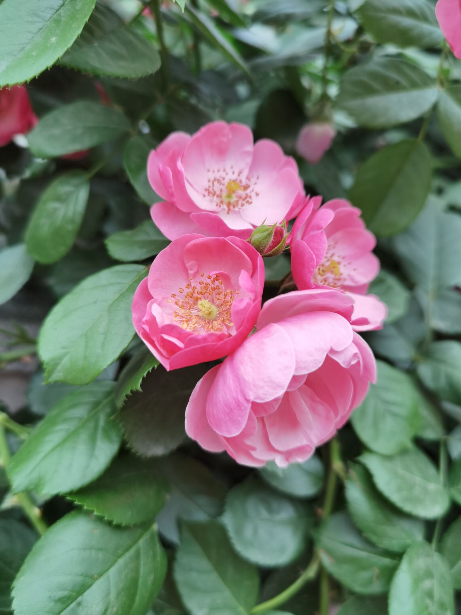 HUAWEI ELS-AN00 sample photo. Roses, rose, flower photography