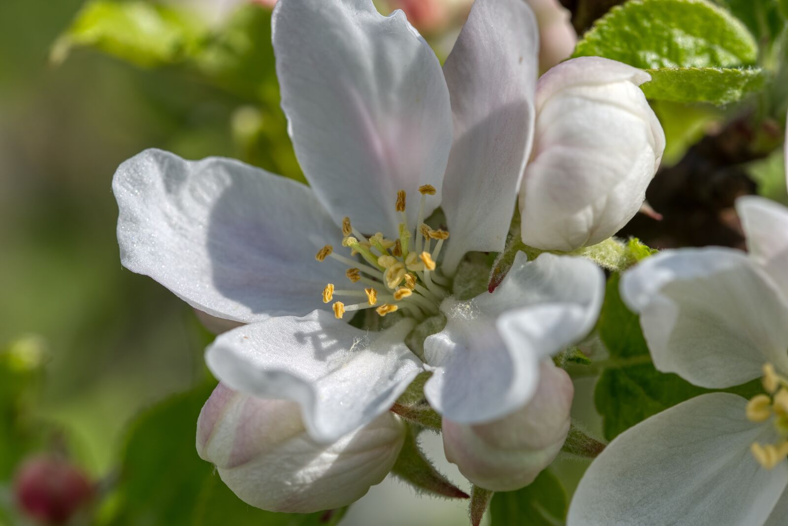 Nikon D750 sample photo. Apple blossom, apple tree photography