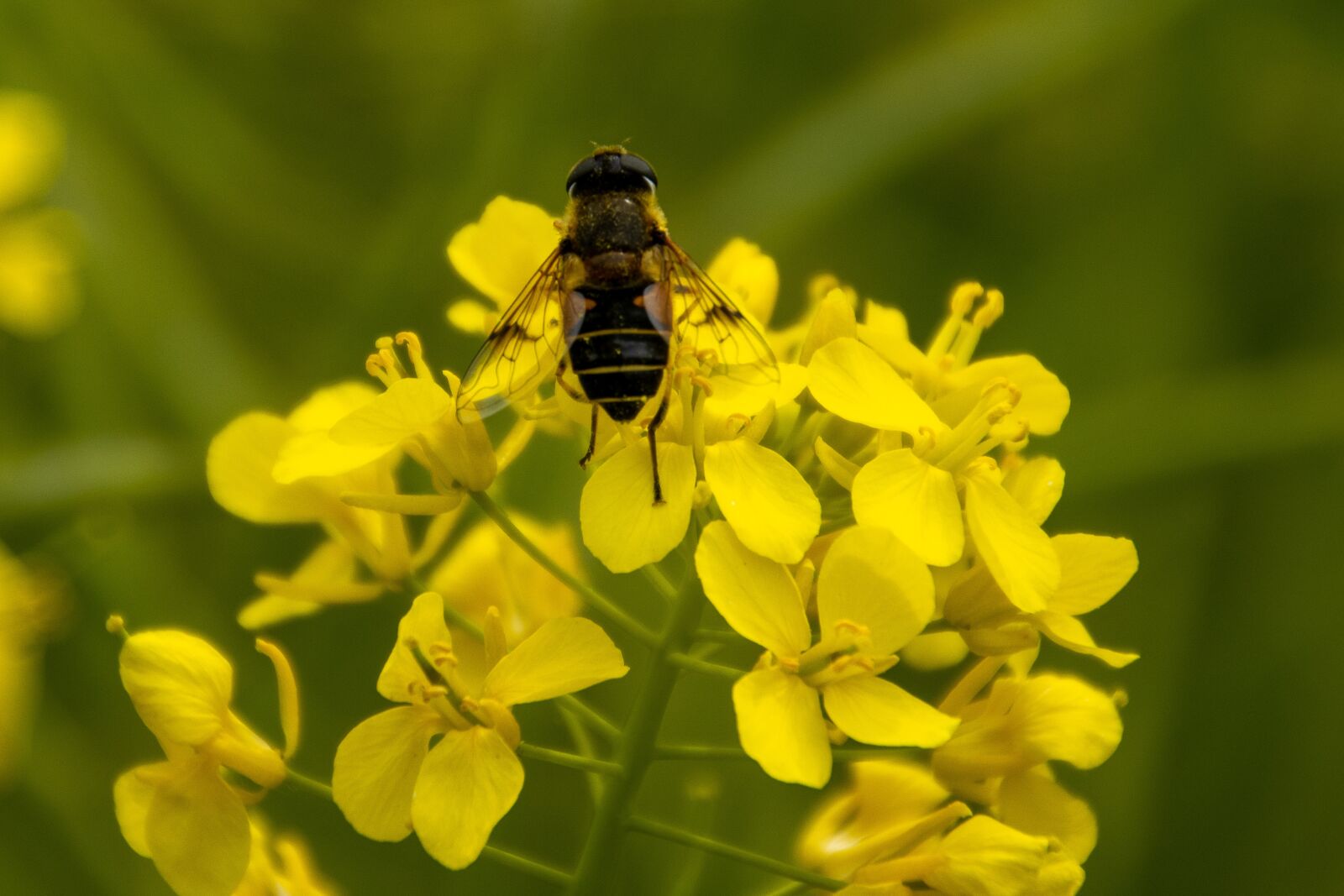 Canon EOS 90D sample photo. Fly, insect, nature photography