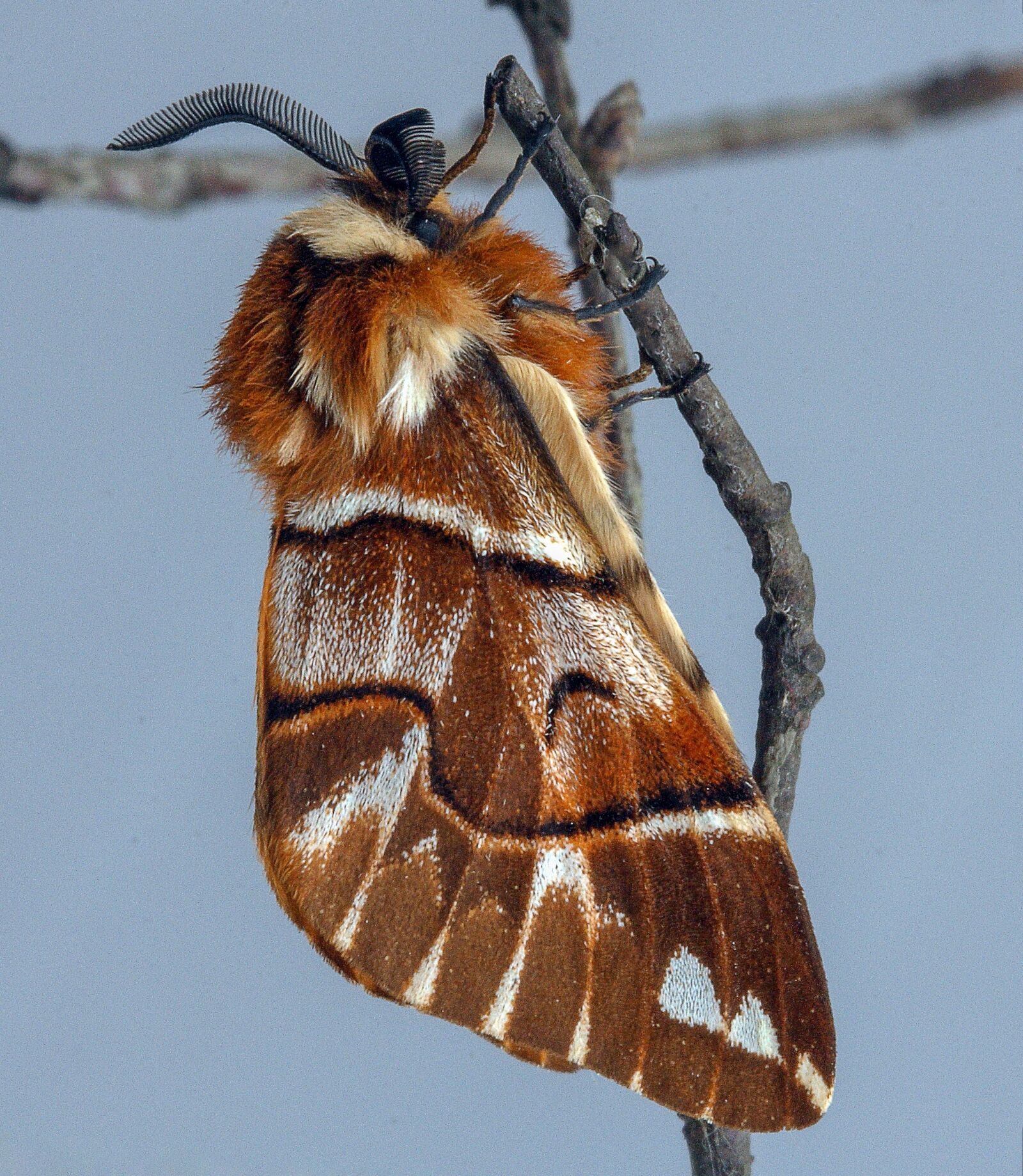 Canon EOS 400D (EOS Digital Rebel XTi / EOS Kiss Digital X) sample photo. Moth, kentish-glory, wings photography