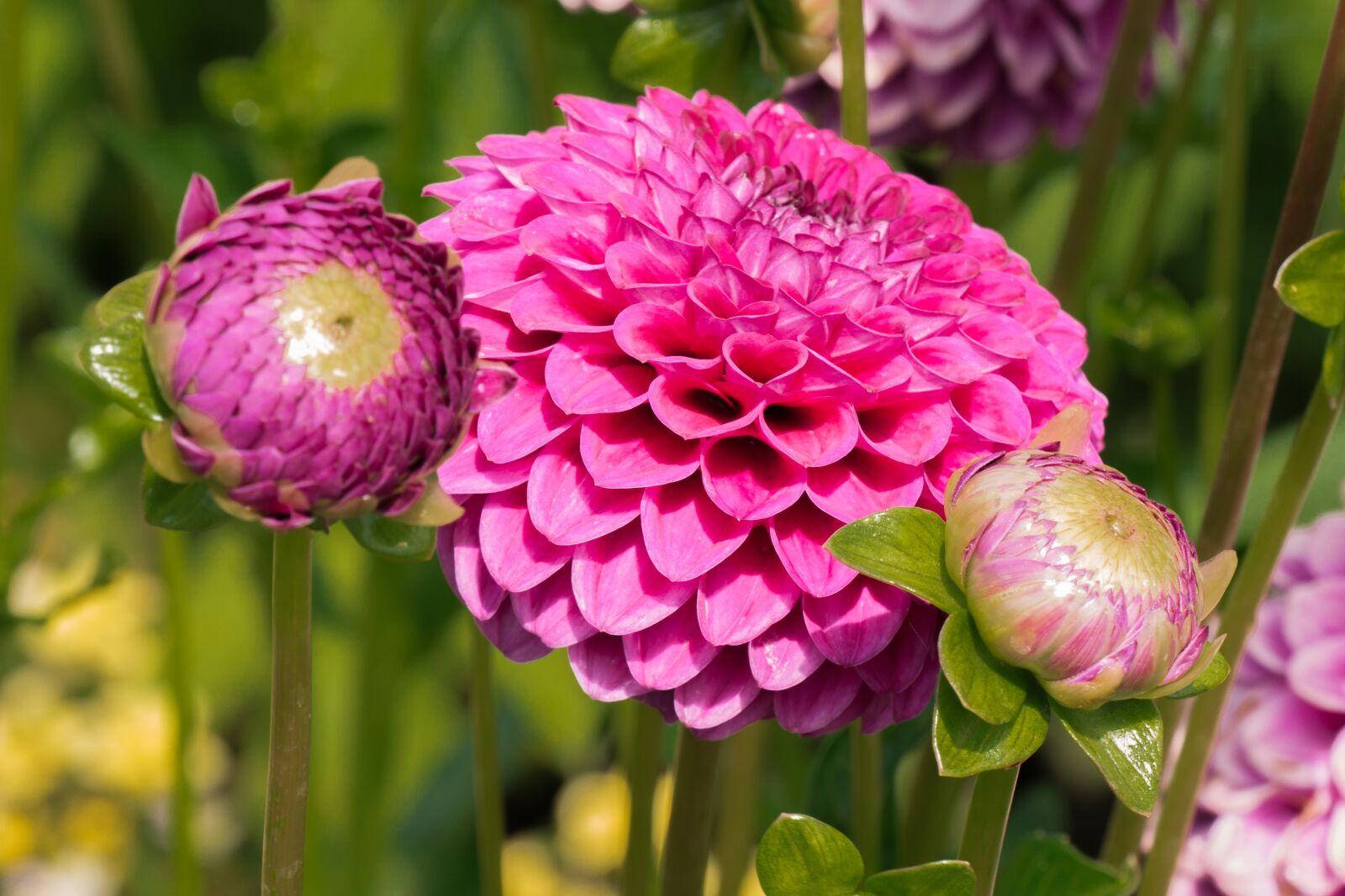 Panasonic DMC-G81 sample photo. Flower, dahlia, flowers photography