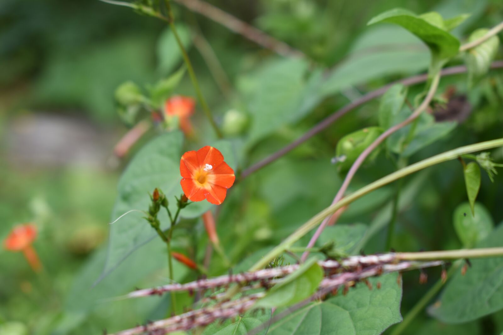 Nikon D750 sample photo. Flowers, morning glory, red photography