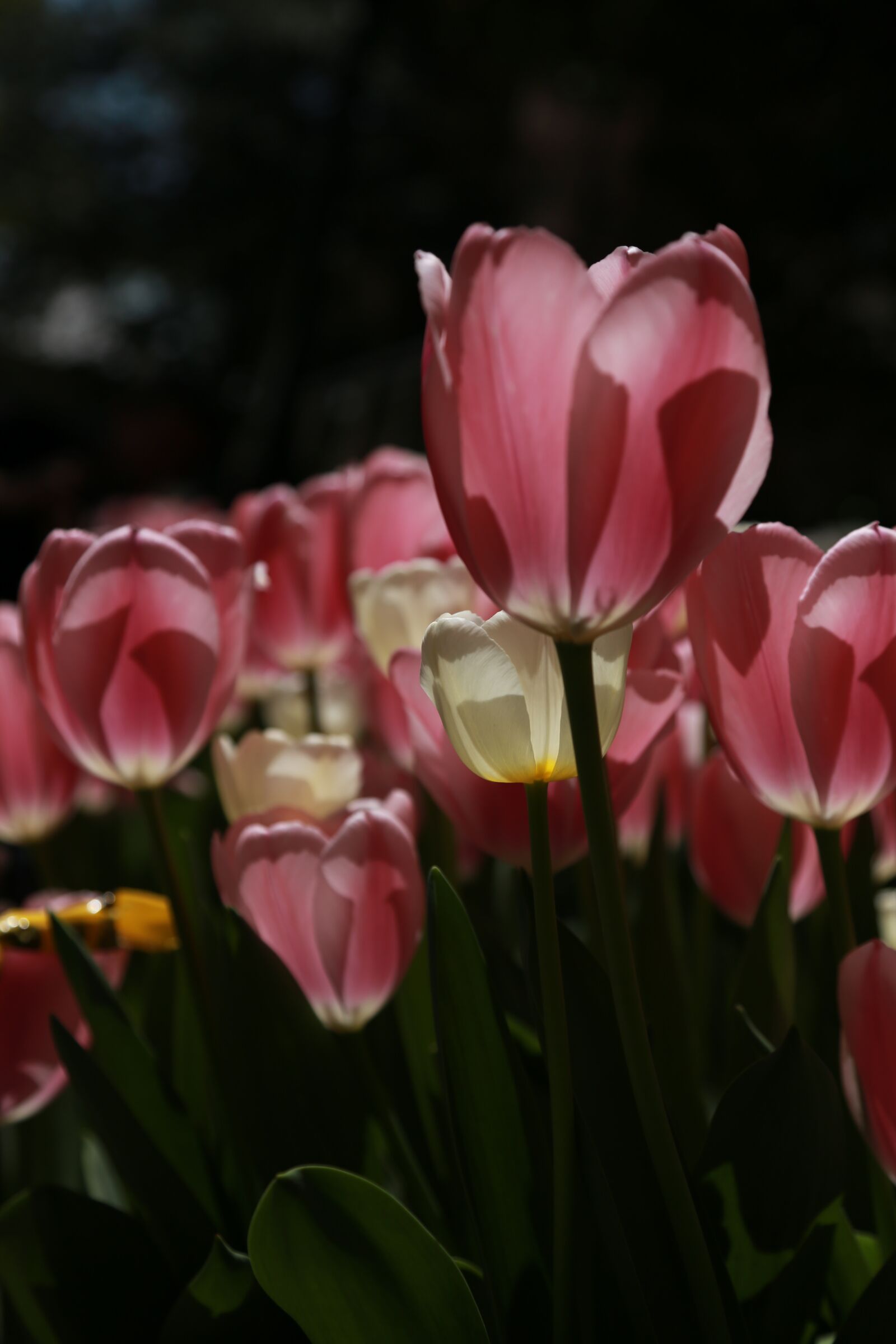 Canon EOS 6D + Canon EF 24-105mm F4L IS USM sample photo. Nature, plants, flowers photography
