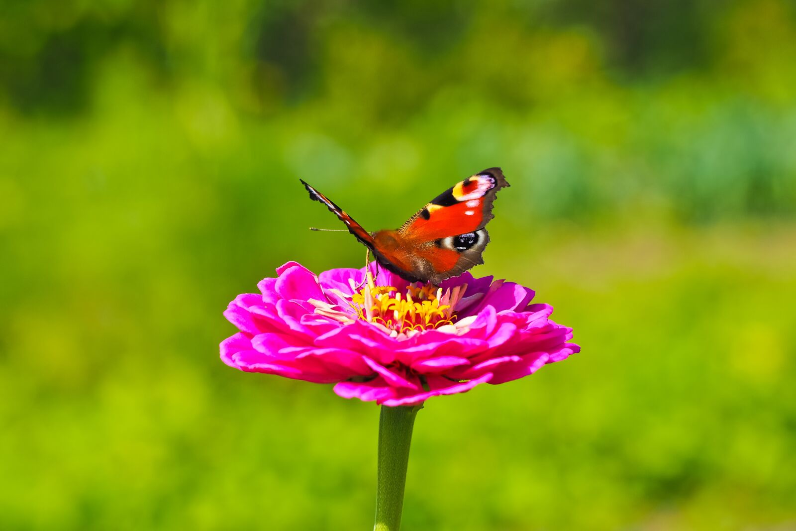 Olympus OM-D E-M10 sample photo. Flower, butterfly, blossom photography