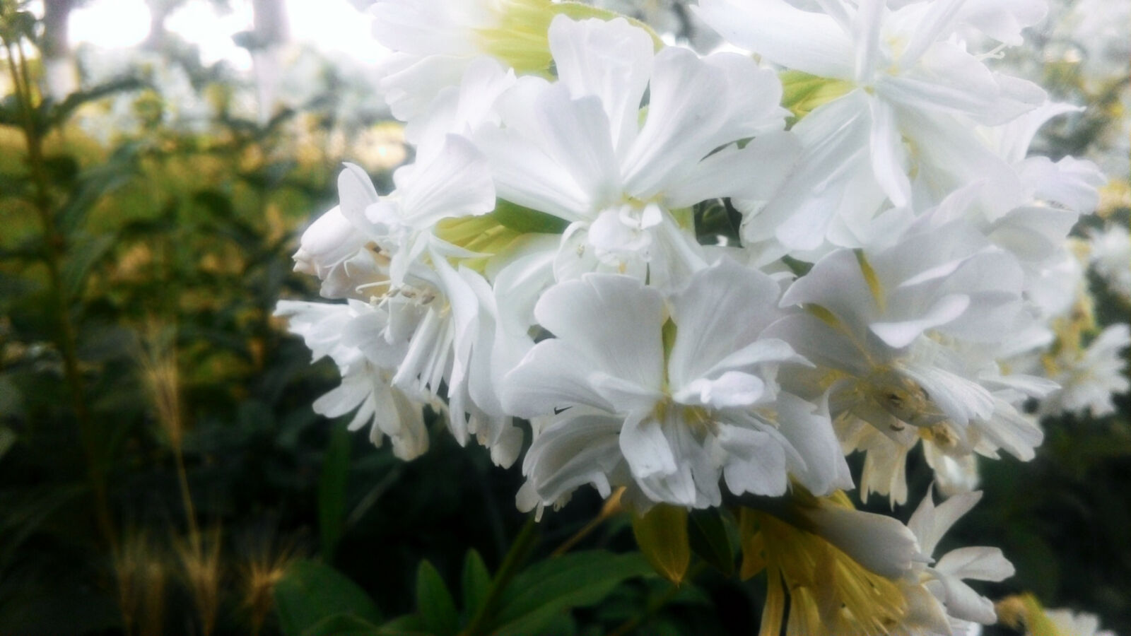 ASUS T00J sample photo. Flower, gul, umarjon, white photography