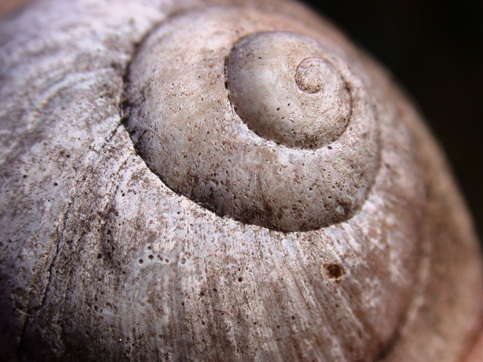 Nikon E995 sample photo. Snail, conch, nature photography