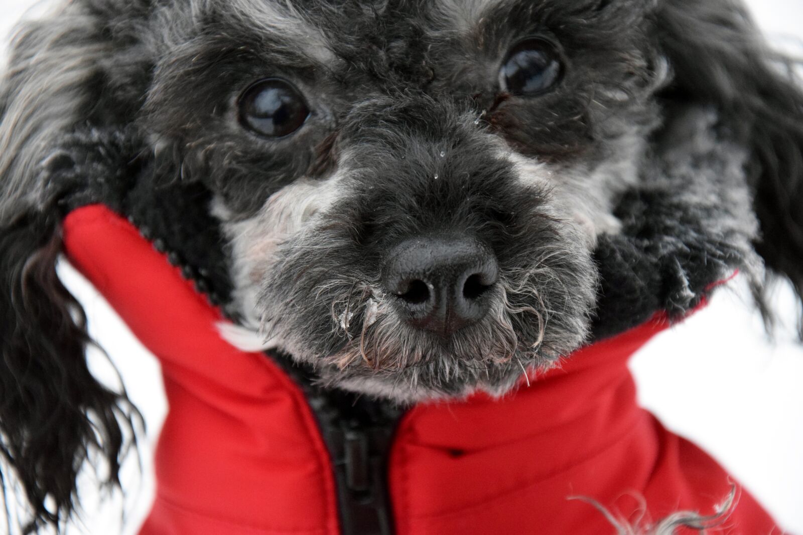 Nikon D3300 sample photo. Dog, miniature poodle, poodle photography