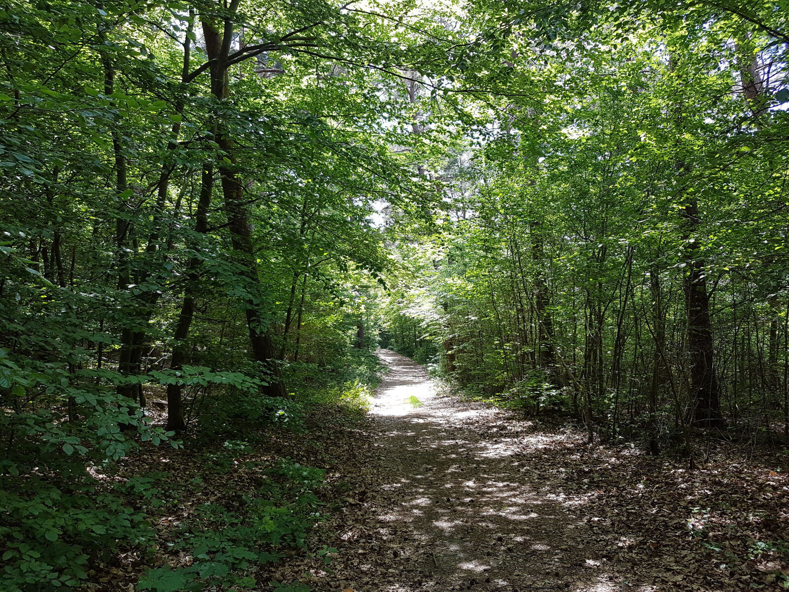Samsung Galaxy S7 Edge sample photo. Forest, forest, path, nature photography