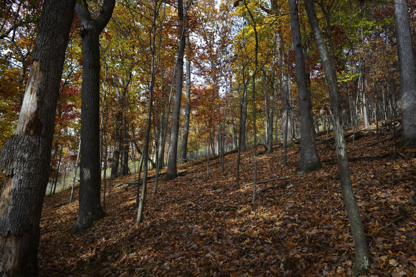 Nikon D5200 sample photo. Forest, woods, nature photography
