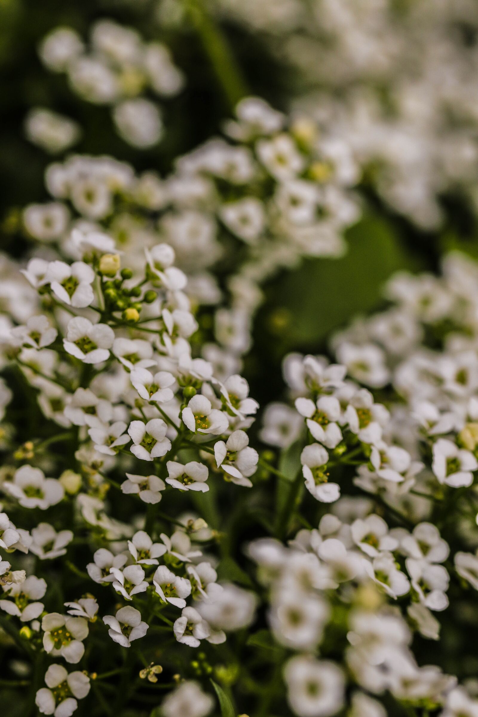 Canon EOS 7D Mark II sample photo. Flower, summer flower, white photography