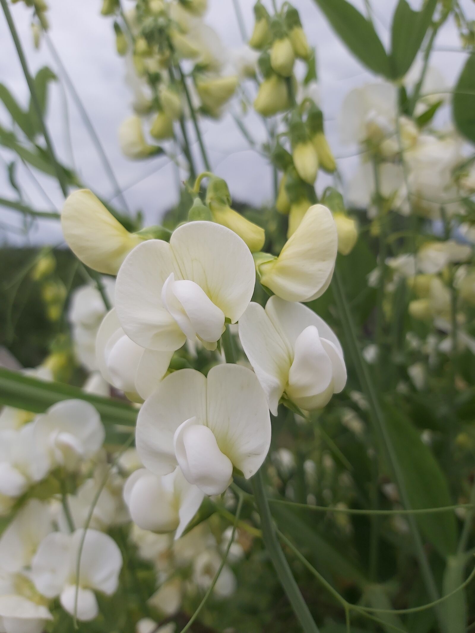 Samsung Galaxy A70 sample photo. Sweet pea, white, white photography