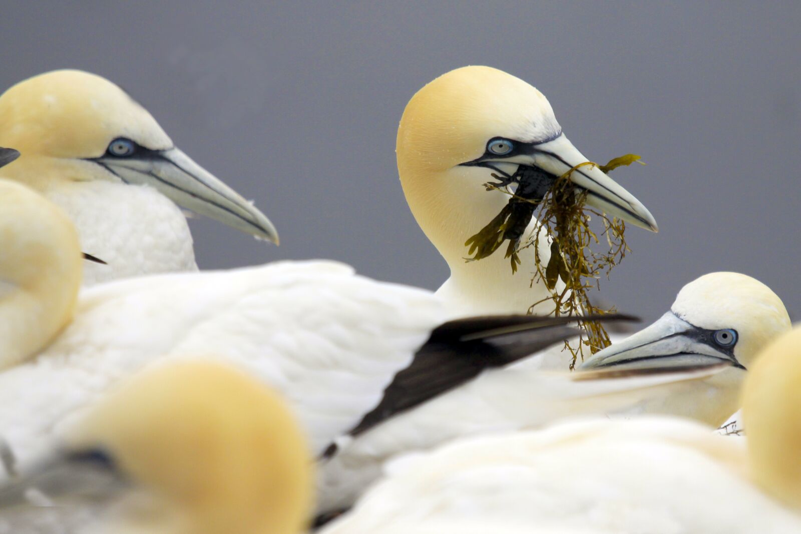 Canon EOS 50D sample photo. Germany, mecklenburg, helgoland photography