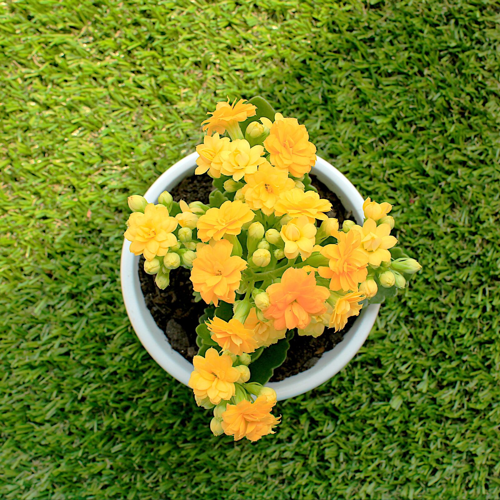 Canon EOS 1200D (EOS Rebel T5 / EOS Kiss X70 / EOS Hi) sample photo. Flower, vase, yellow photography