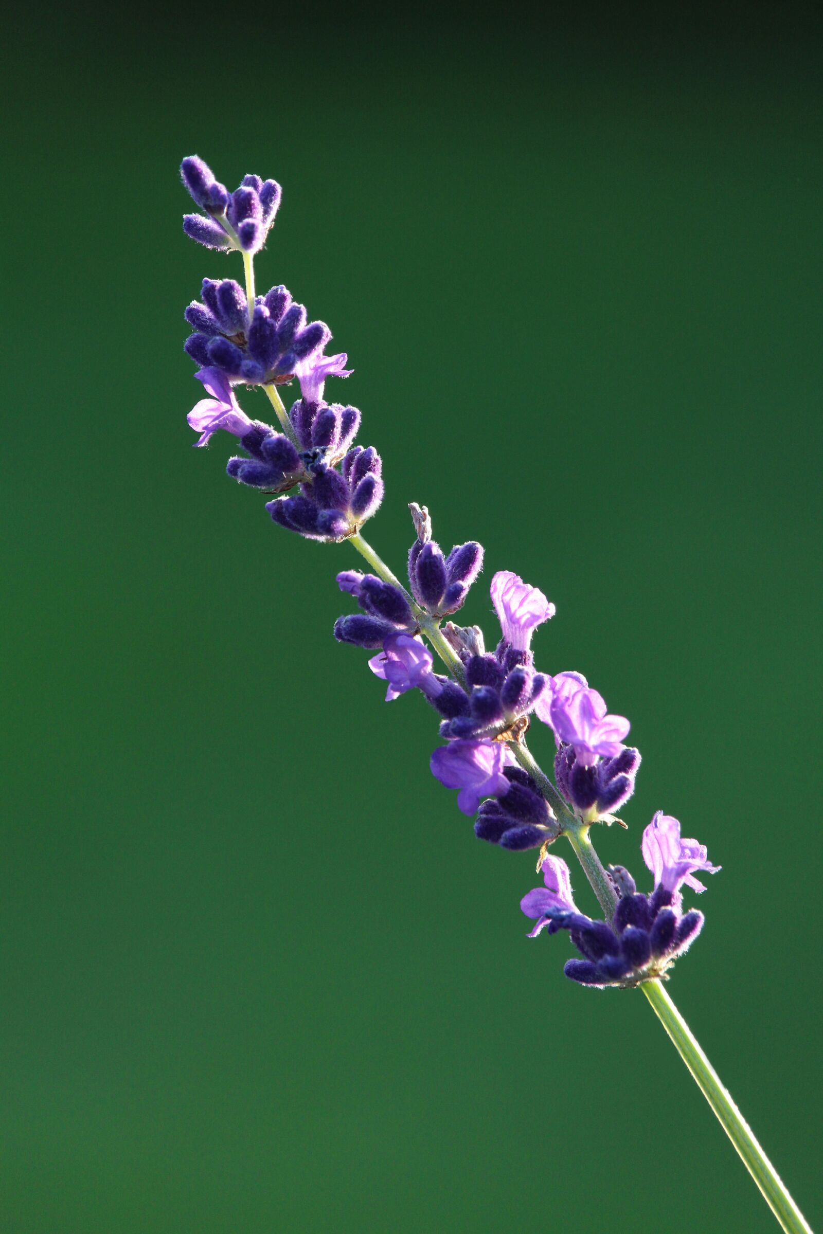 Canon EOS 1200D (EOS Rebel T5 / EOS Kiss X70 / EOS Hi) sample photo. Lavender, plant, flowers photography