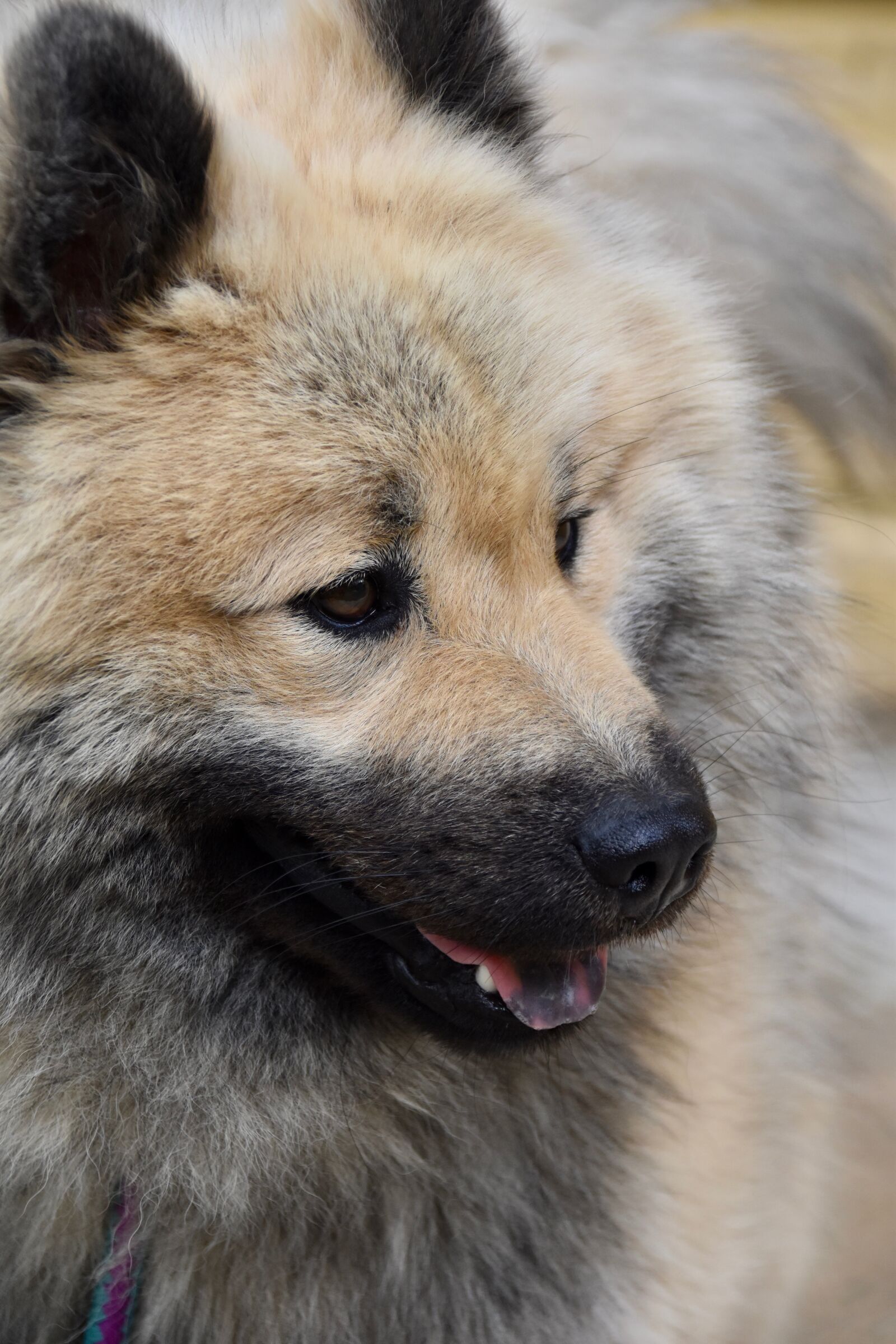 Nikon D5600 sample photo. Dog, dog portrait, eurasier photography