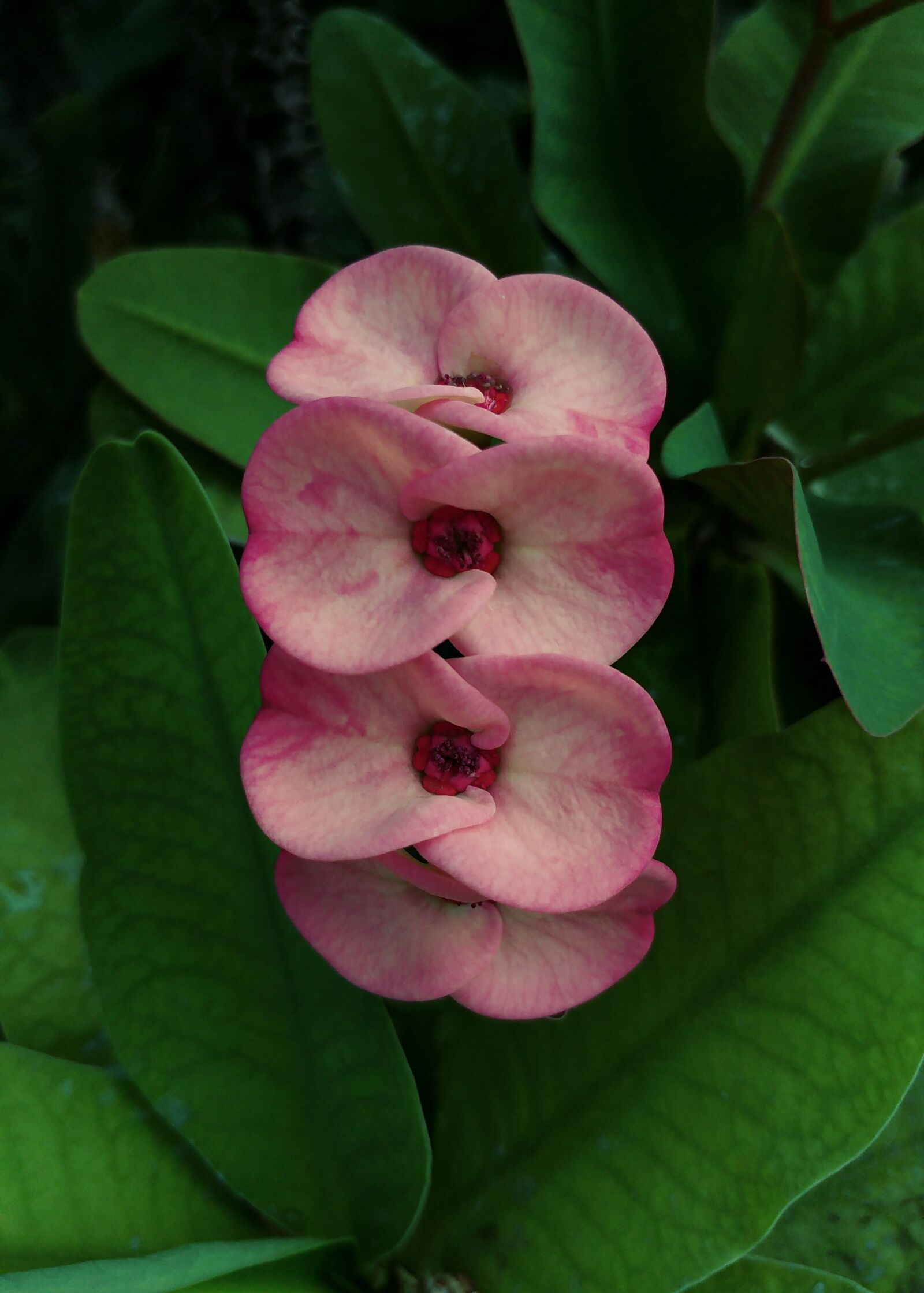 LG G5 sample photo. Euphorbia, flower, wild photography
