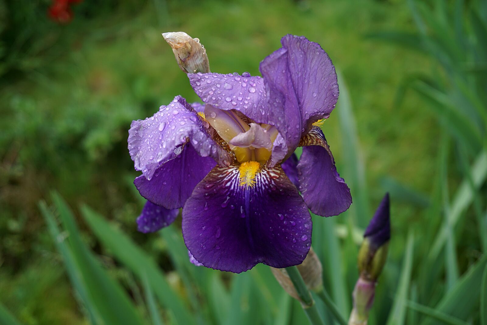 Sony a6000 sample photo. Iris, flower, blue flowers photography