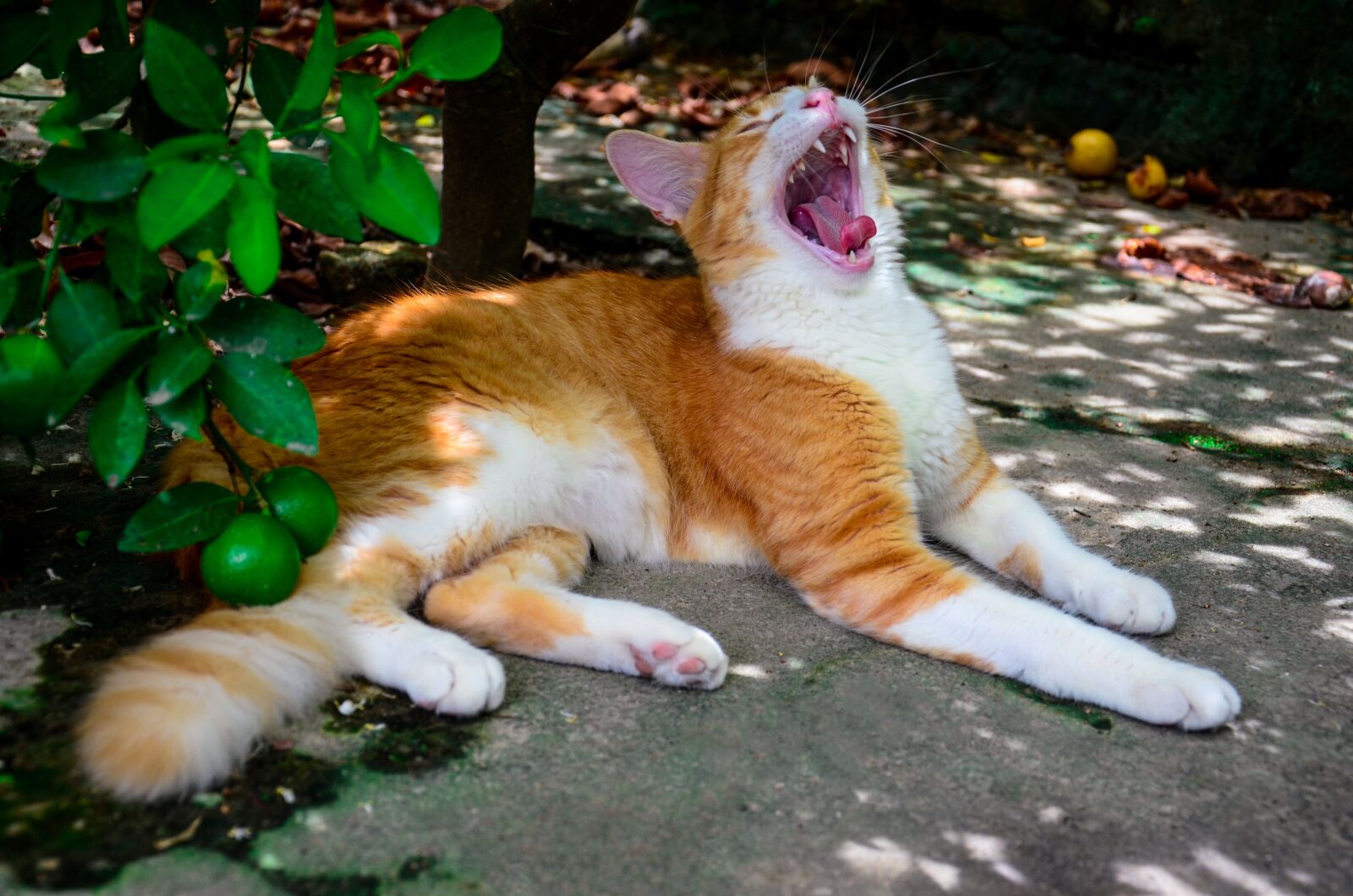 Nikon D7000 sample photo. Cat, feline, mouth photography