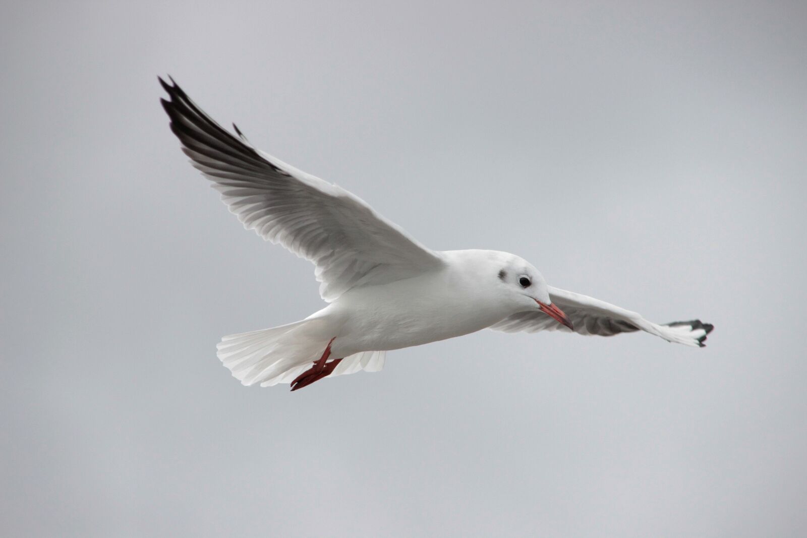 Canon EOS 600D (Rebel EOS T3i / EOS Kiss X5) sample photo. Seagull, baltic sea, sea photography