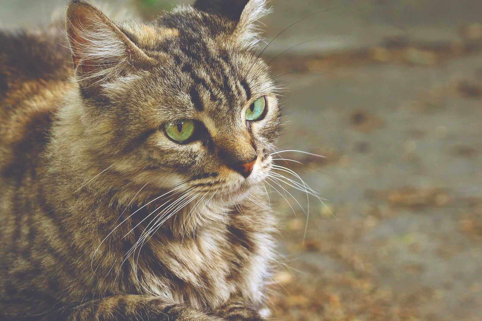Canon EOS 600D (Rebel EOS T3i / EOS Kiss X5) + Canon EF 50mm F1.8 STM sample photo. Cat, pet, feline photography