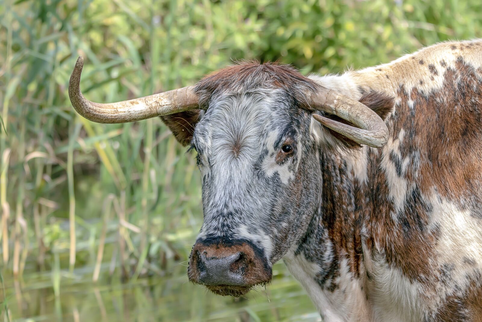 Sigma 100-400mm F5-6.3 DG OS HSM sample photo. Longhorn, cattle, cow photography