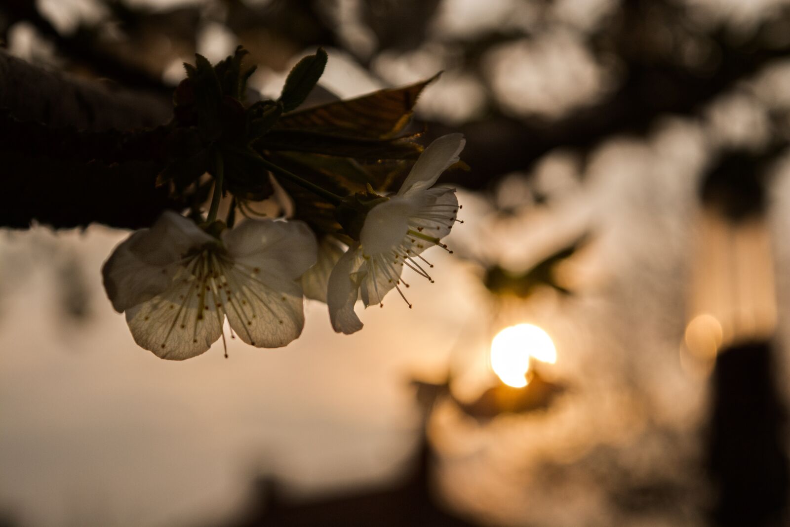 Nikon D7100 sample photo. Flower, cherry, sunset photography