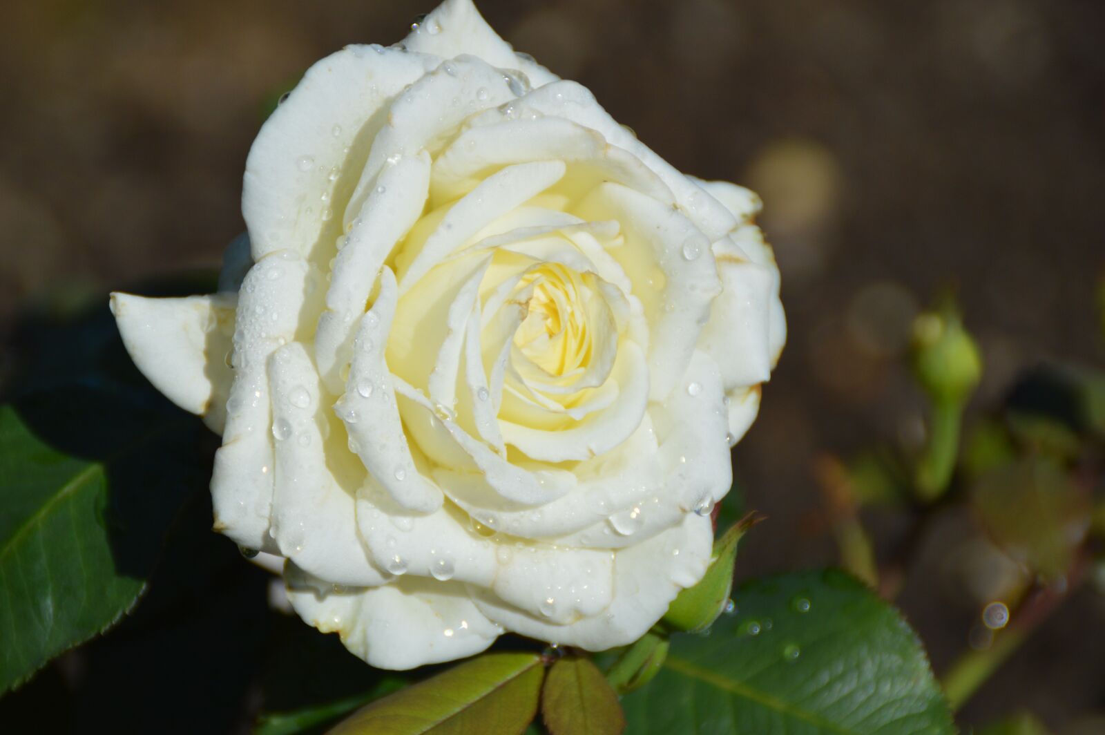 Nikon D3200 sample photo. Flowers, rose, rose blooms photography