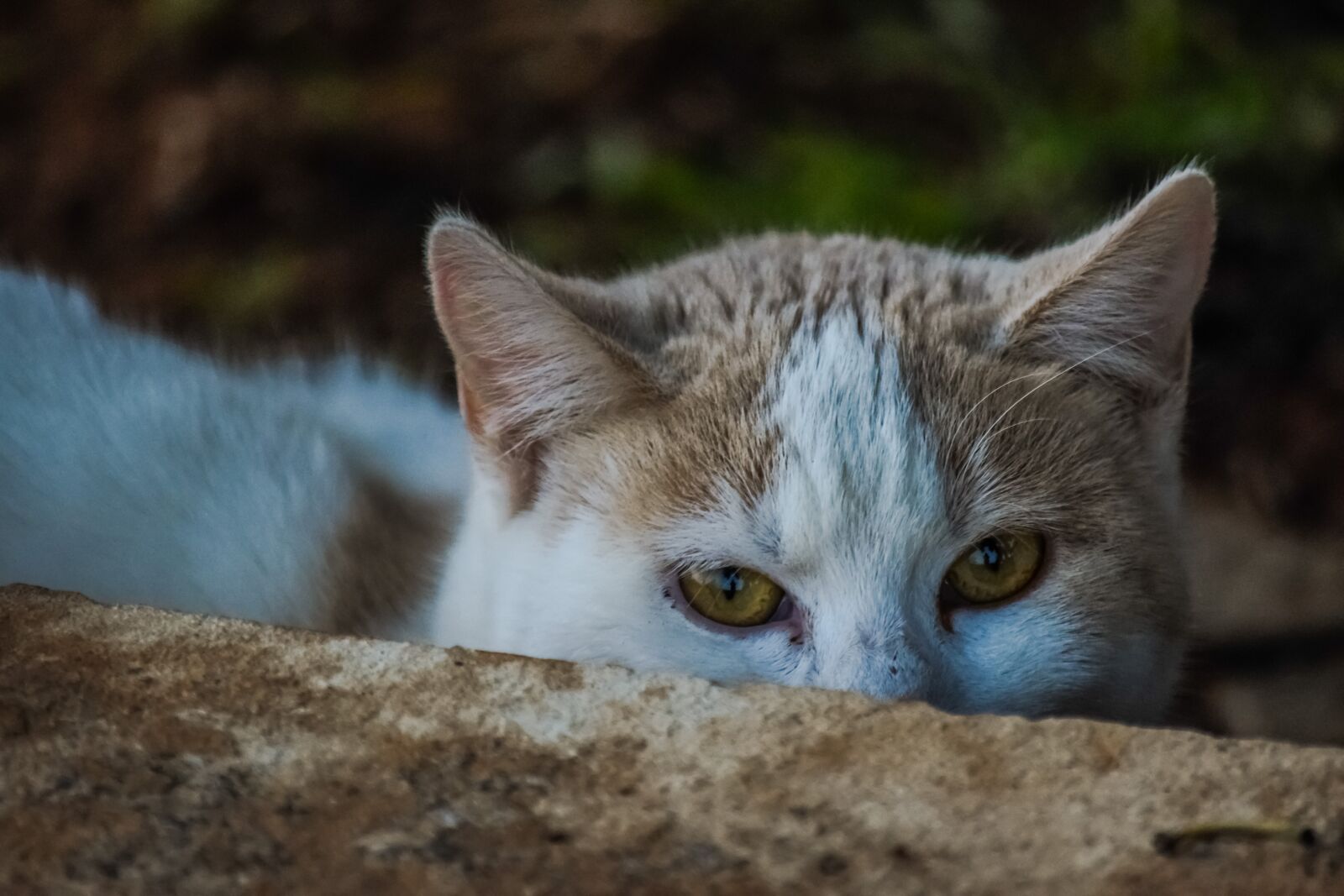 Nikon D3300 sample photo. Animal, cat, cute photography
