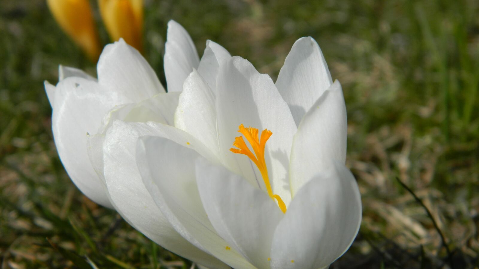 Nikon Coolpix L120 sample photo. Crocus, white, flower photography