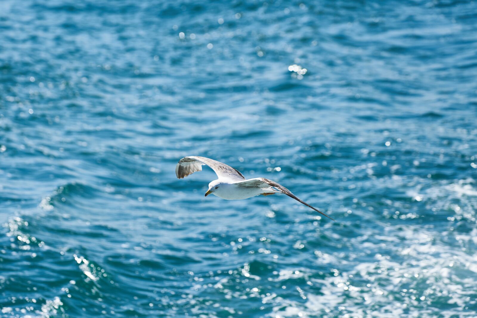 Sony FE 70-200mm F4 G OSS sample photo. Seagull, bird, flying photography