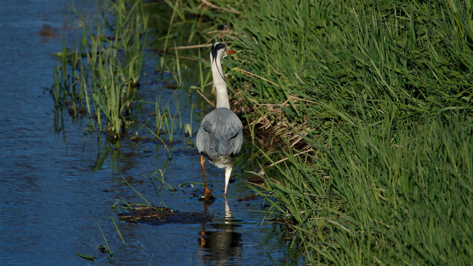 150-600mm F5-6.3 DG OS HSM | Contemporary 015 sample photo. Grey heron, bach, animal photography