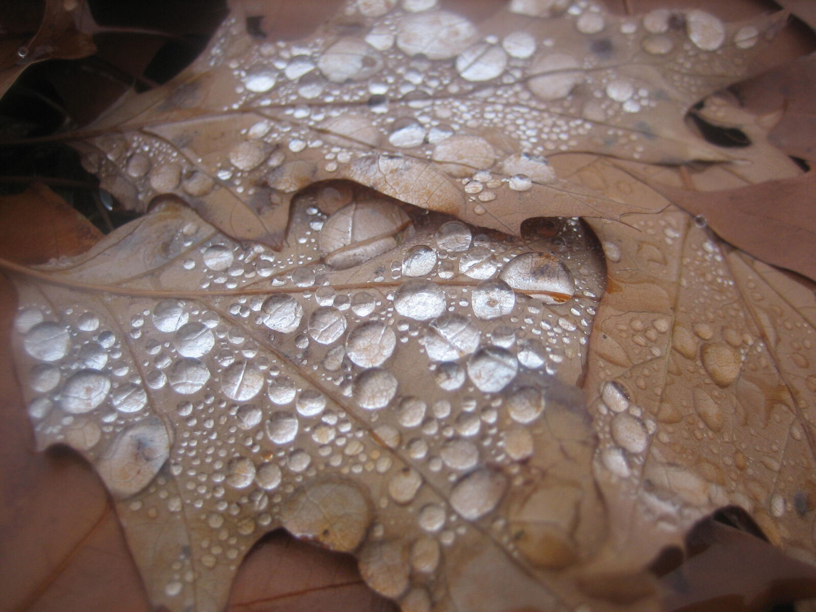 Canon POWERSHOT SD450 sample photo. Fall, leaves, nature, rain photography